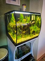 Aquarium 56l Nordrhein-Westfalen - Herzogenrath Vorschau