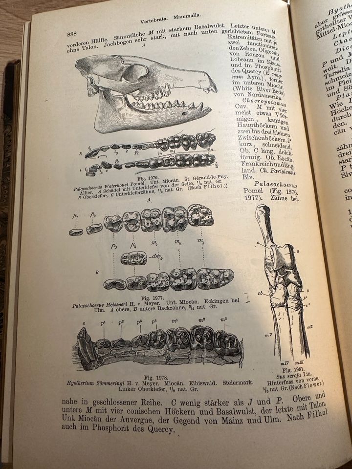 Grundzüge der Palaeontologie. Karl von Zittel, 1895 in Mahlberg