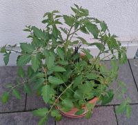 Golden Currant Bio- Wildtomate Tomatenpflanze Rheinland-Pfalz - Mainz Vorschau