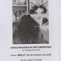 Hilfe...Schwarz-weiße Katze in Siegen gesucht vermisst entlaufen Nordrhein-Westfalen - Siegen Vorschau