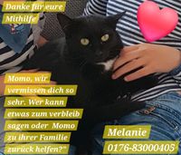 Schwarze Katze vermisst Baden-Württemberg - Stetten Vorschau