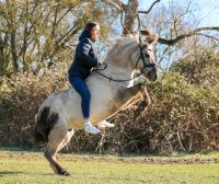 wunderschönes Konik Pony zu verkaufen Nordwestmecklenburg - Landkreis - Zickhusen Vorschau