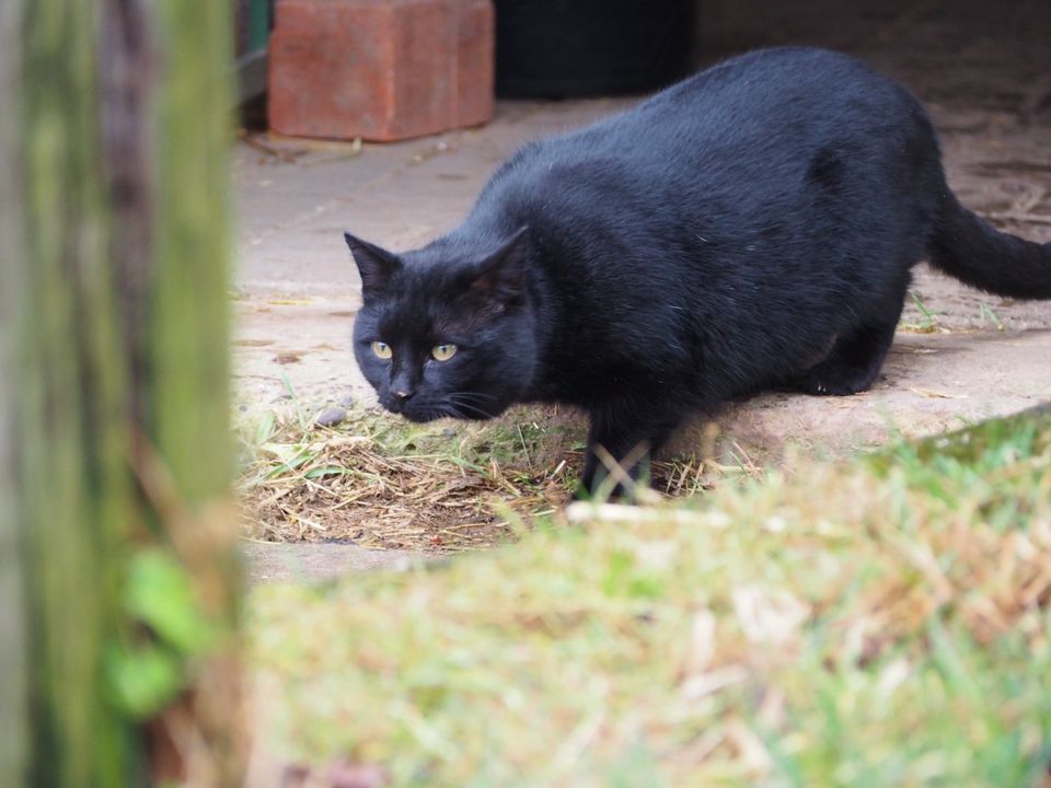 2 schwarze Geschwisterkatzen ( EKH) - beide kastriert in Bad Emstal