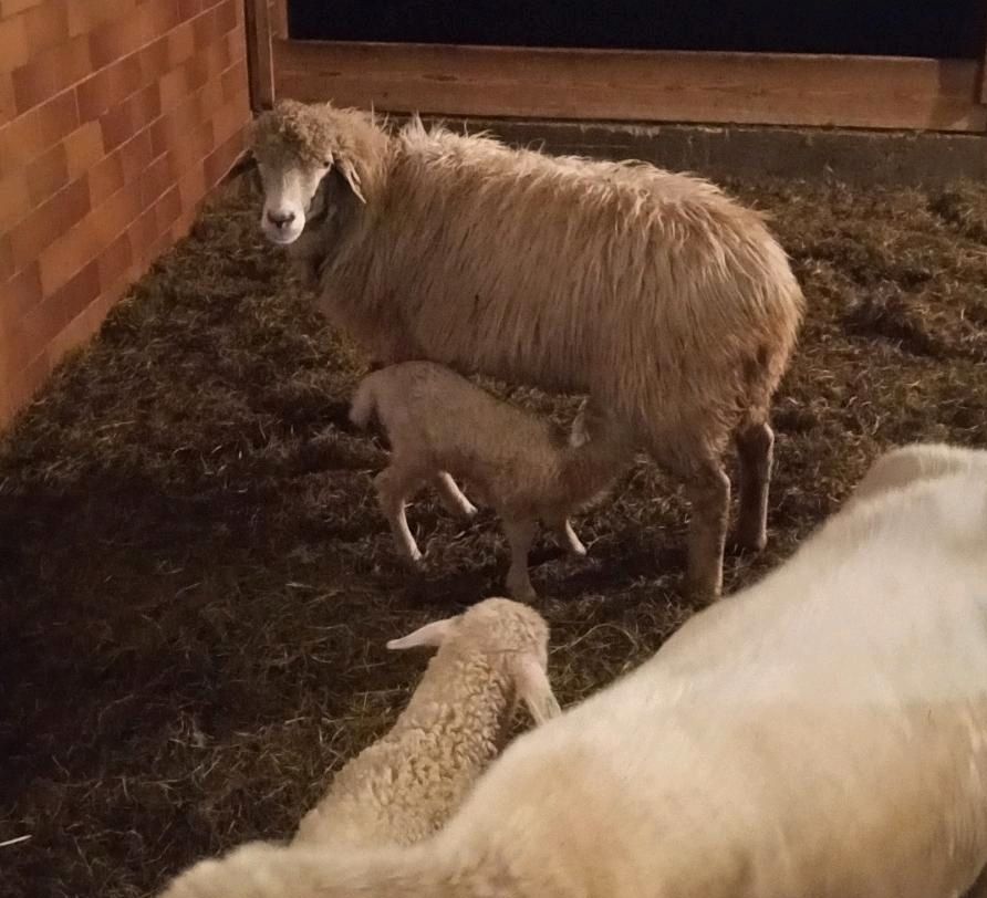 Wolle vom Tiroler Steinschaf *grau*weiß* in Huglfing