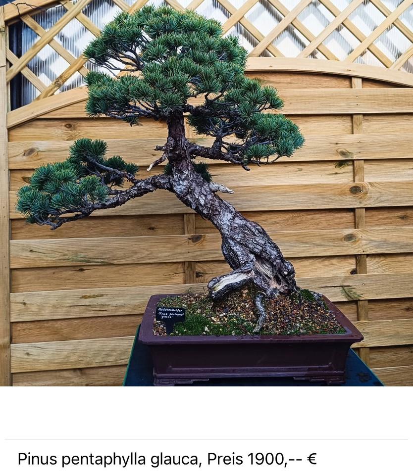 Ich verkaufe hochwertige Bonsai-Bäume, siehe Bilder mit preise in Beckingen