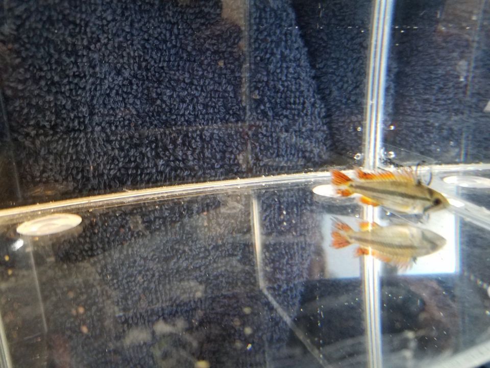 Apistogramma Kakadu Double Red Zwergbuntbarsch 1 Fisch in Wuppertal