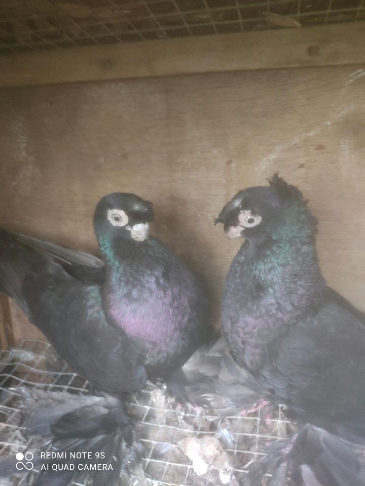 Usbekische Tauben. in Ennigerloh