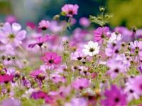 Cosmea, Schmuckkörbchen, 50 Samen, Blumensamen, Saatgut Herzogtum Lauenburg - Börnsen Vorschau