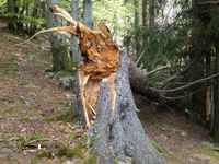 Baumkontrolle und Beratung Baden-Württemberg - Oberried Vorschau