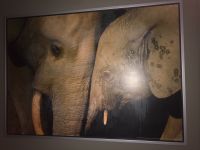 Elefantenbild abzugeben Nordrhein-Westfalen - Freudenberg Vorschau