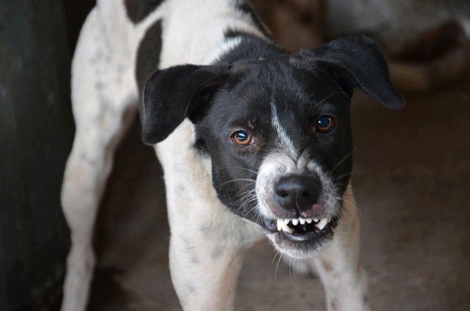 Hundeschule - Aggressionen verstehen und bearbeiten in Glashütte