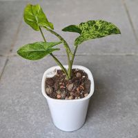 Syngonium Mottled Mojito Baden-Württemberg - Karlsruhe Vorschau