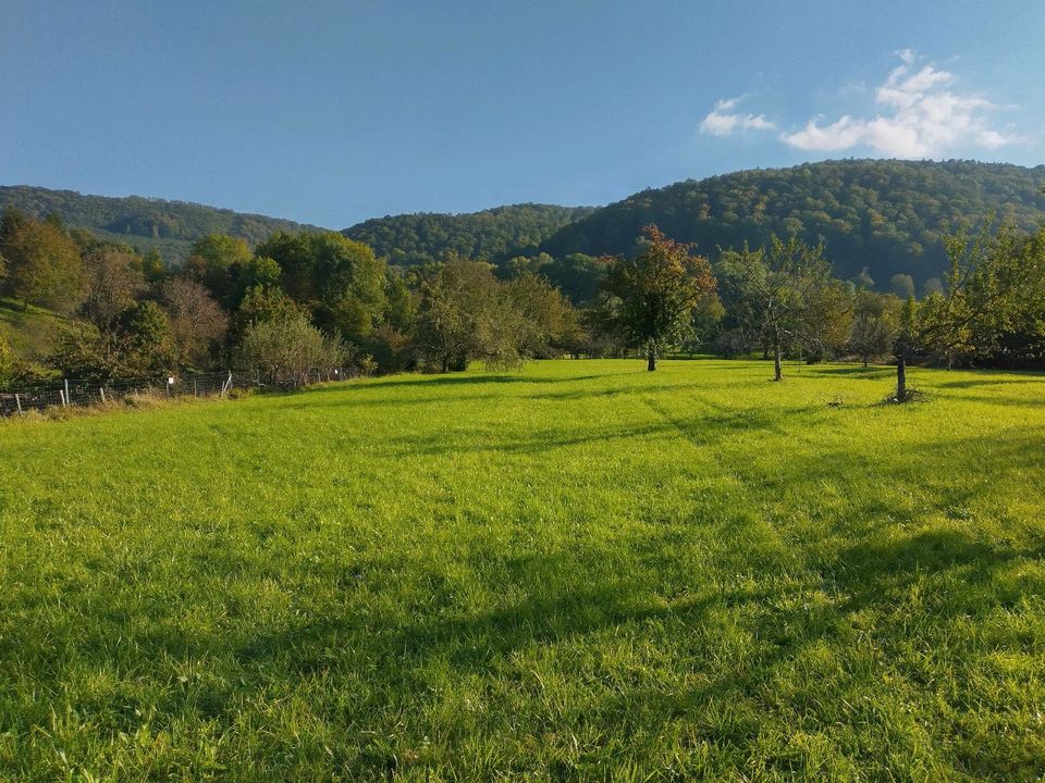Wiese, Garten, Streuobstwiesen in Neuffen in BadenWürttemberg