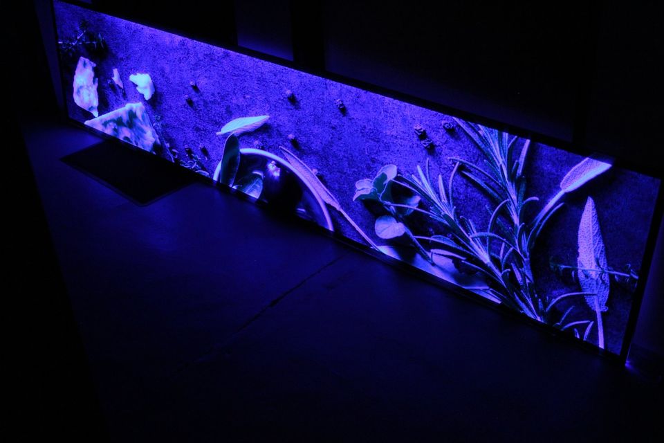 Nischenrückwand, beleuchtet, RGB, LED, Rückwand für Küche in Weßling