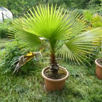 Palme Washingtonia Robusta Pettycoat-Palme Nordrhein-Westfalen - Kleve Vorschau