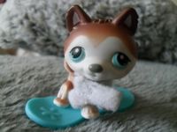 Littlest Pet Shop – Husky braun #68 + Zubehör– Rarität 2006 Niedersachsen - Zeven Vorschau