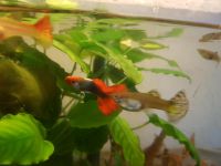 Top Guppy Mix zu verkaufen Hessen - Braunfels Vorschau