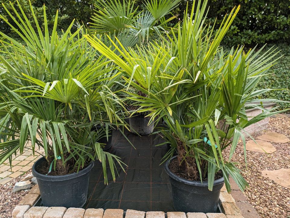 Trachycarpus 4-5 Stamm, Hanfpalme Multi in Lingenfeld