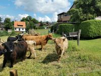 Highland Cattle Niedersachsen - Rinteln Vorschau