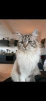 Maine-Coon Katze Sachsen - Chemnitz Vorschau