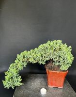 Bonsai Juniperus procumbens Wacholder Rheinland-Pfalz - Böhl-Iggelheim Vorschau