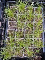 Carex montana Raureif Bayern - Bischofsheim Vorschau