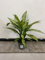 Dieffenbachia seguine 'Vesuvio' 60cm Nordrhein-Westfalen - Simmerath Vorschau