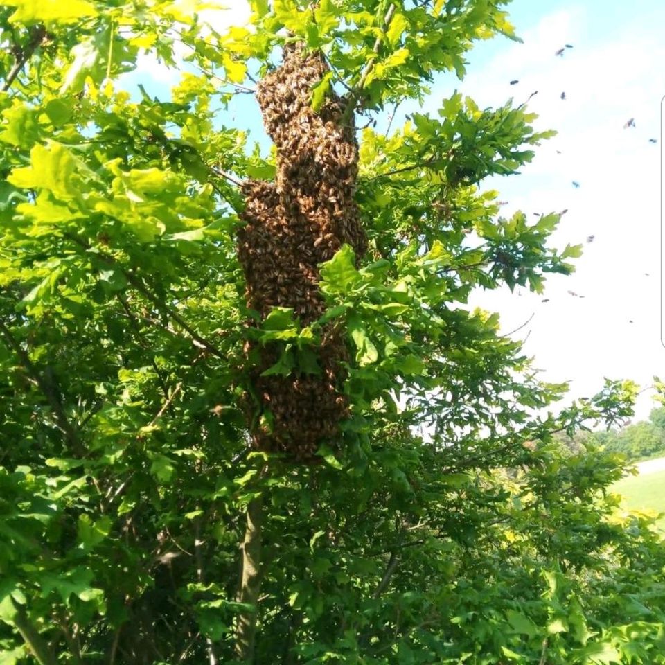 Suche Bienen , Bienenschwarm , Schwarm in Soderstorf
