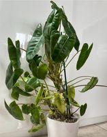 Philodendron Burle Marxx Bayern - Friedberg Vorschau
