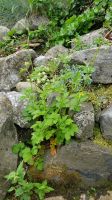 Nelkenwurz, Blüte gelb Baden-Württemberg - Kißlegg Vorschau