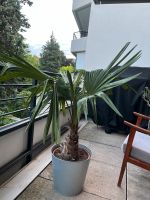 Winterharte Palme, Trachycarpus fortunei, Hanfpalme Düsseldorf - Rath Vorschau