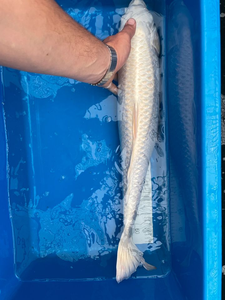 Ginrin Platin Ogon/ Japan Koi/ Koi/ 66cm in Visbek