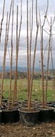 Paulownia Blauglockenbaum Kiribaum Groß Bayern - Perlesreut Vorschau