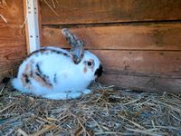 Hasen Kaninchen Stallhasen Zu verkaufen Sachsen - Grünhain-Beierfeld  Vorschau