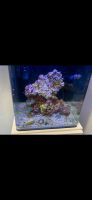 Aquarium Salz Wasser Blue Marine 60L Bielefeld - Bielefeld (Innenstadt) Vorschau