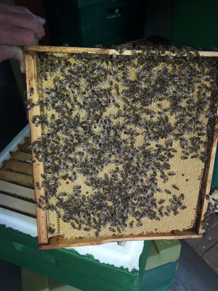 Bienenkönigin, Buckfastweiseln , Bienen in Schwedt (Oder)