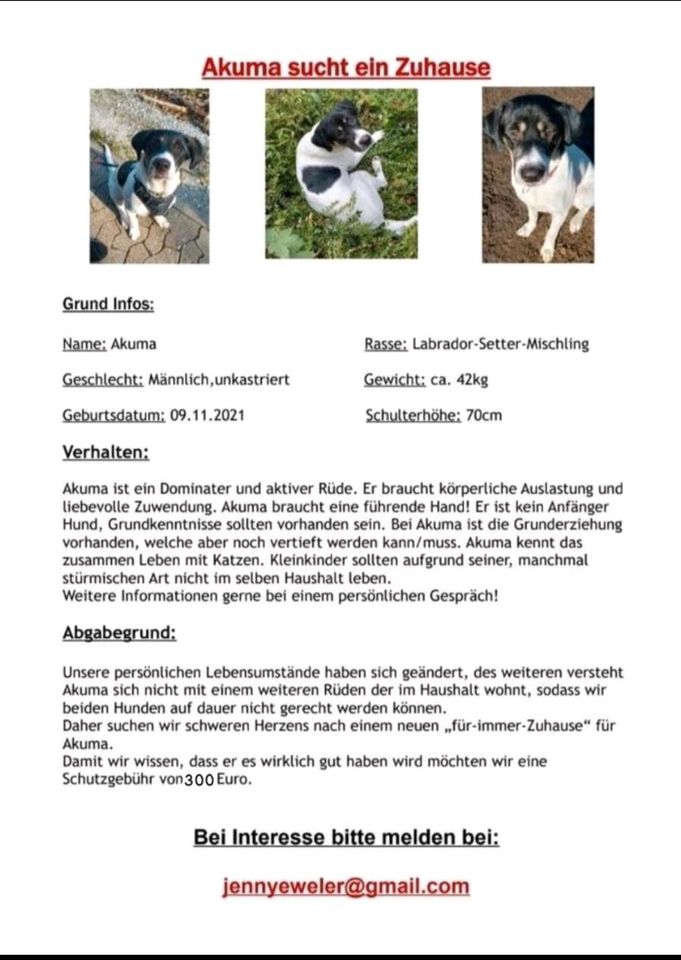 Hund | Labrador-setter Mischling in Bielefeld