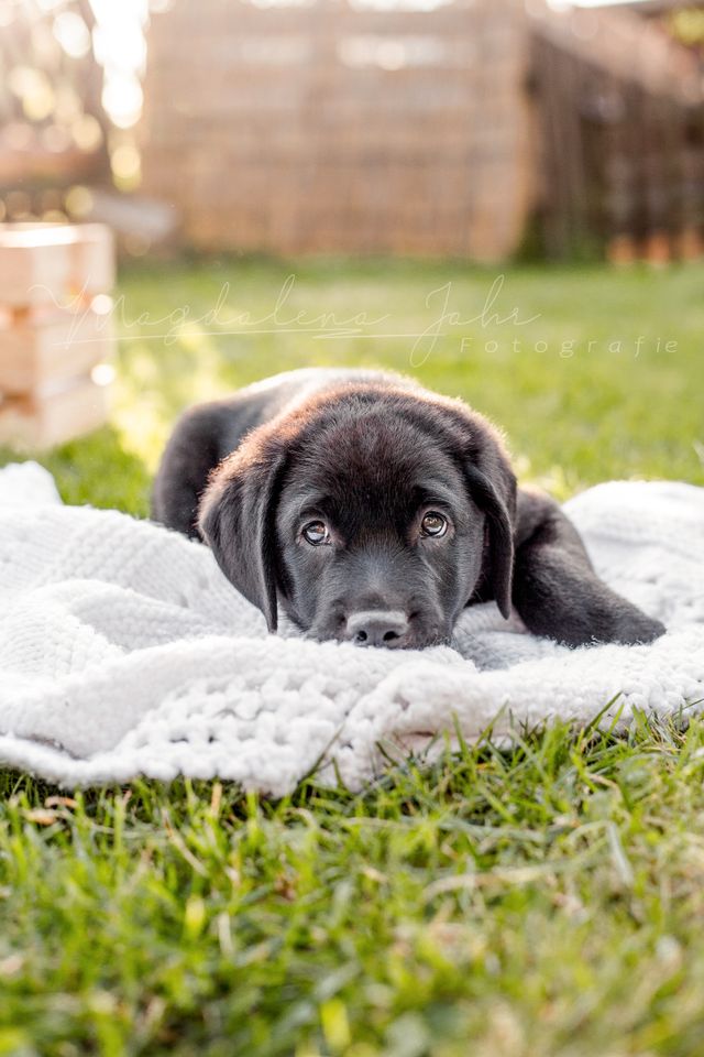 Tierfotograf in Obercunnersdorf