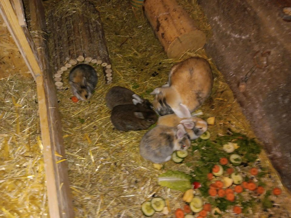Junge Kaninchen in Wutach