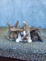 Junge Kaninchen aus Hobbyzucht Nordrhein-Westfalen - Waltrop Vorschau