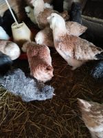 Rassehühner Hennen und Hähne zu verkaufen Nordrhein-Westfalen - Billerbeck Vorschau