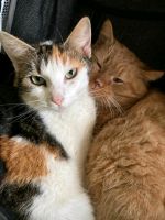 Katzen suchen ein zuhause Ludwigslust - Landkreis - Eldena Vorschau