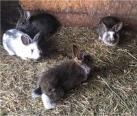 Hasenbabys, junge Hasen Thüringen - Wichtshausen Vorschau