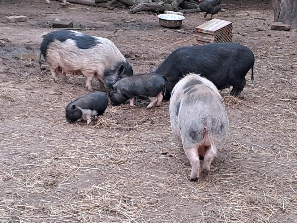Minischweine, Schweine, Göttinger Minischweine in Berlin