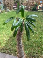 Madagaskarpalme Pachypodium 13 Jahre alt ca. 90 cm hoch Kr. München - Planegg Vorschau