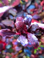 New ⭐❤ 'Pear' ❤⭐ Rare Bucephalandra Aquarium Garnelen Nano Freiburg im Breisgau - March Vorschau