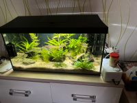 Aquarium 60 Ltr. Hessen - Gedern Vorschau