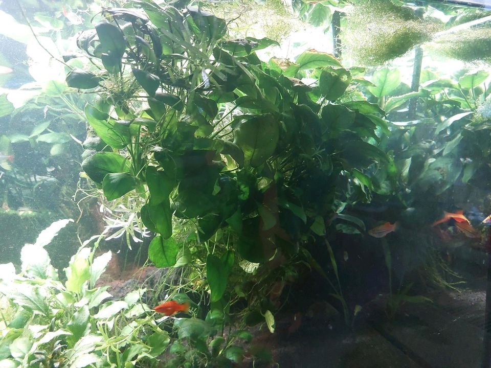 Anubias für Auarium in Heltersberg