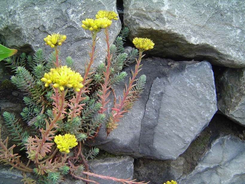 Sempervivum/Hauswurz + Sedum Mix verschiedene Sorten Steingarten in Liebenau