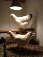 Hühner Maran, Italiener Nordrhein-Westfalen - Hiddenhausen Vorschau
